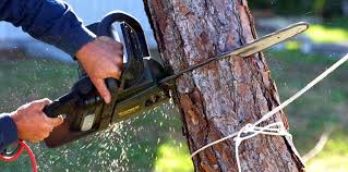 Best Hazardous Tree Removal  in Pennington, NJ