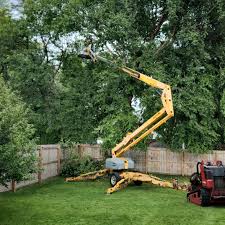 Best Root Management and Removal  in Pennington, NJ