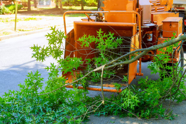 Best Hazardous Tree Removal  in Pennington, NJ