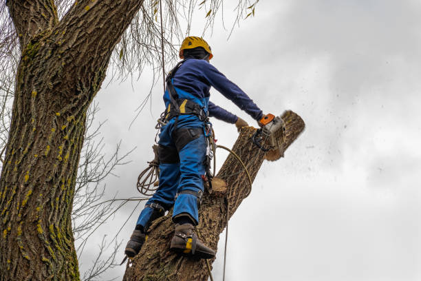 Best Utility Line Clearance  in Pennington, NJ