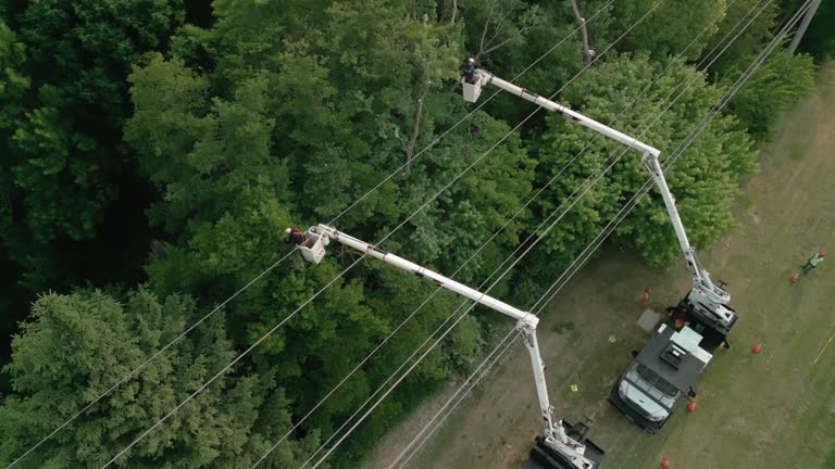 Best Tree Trimming and Pruning  in Pennington, NJ