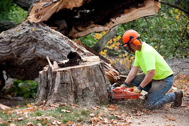 Best Arborist Consultation Services  in Pennington, NJ